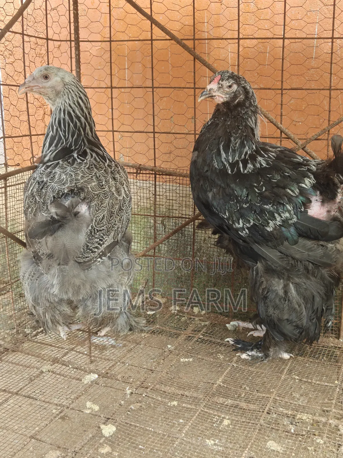 7 Months Old Silver Patridge Brahma Pair