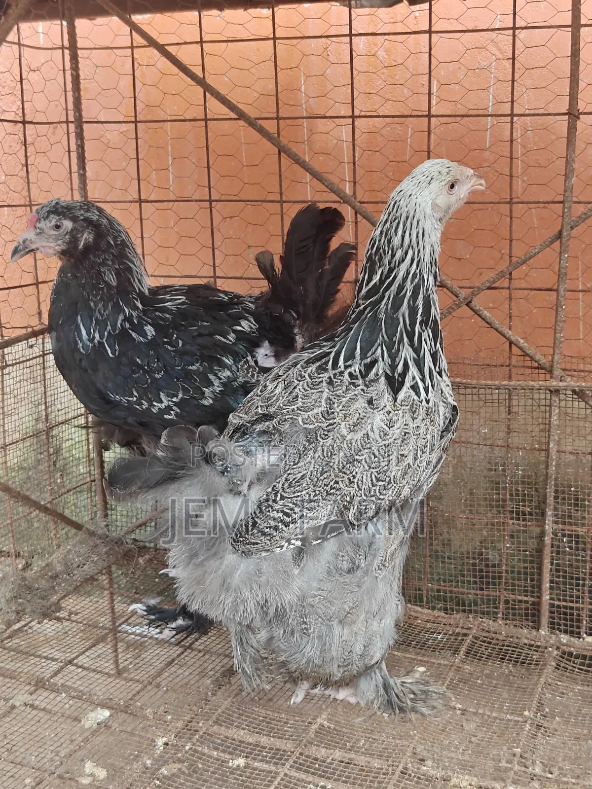 7 Months Old Silver Patridge Brahma Pair
