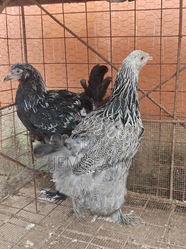 7 Months Old Silver Patridge Brahma Pair - thumbnail 10