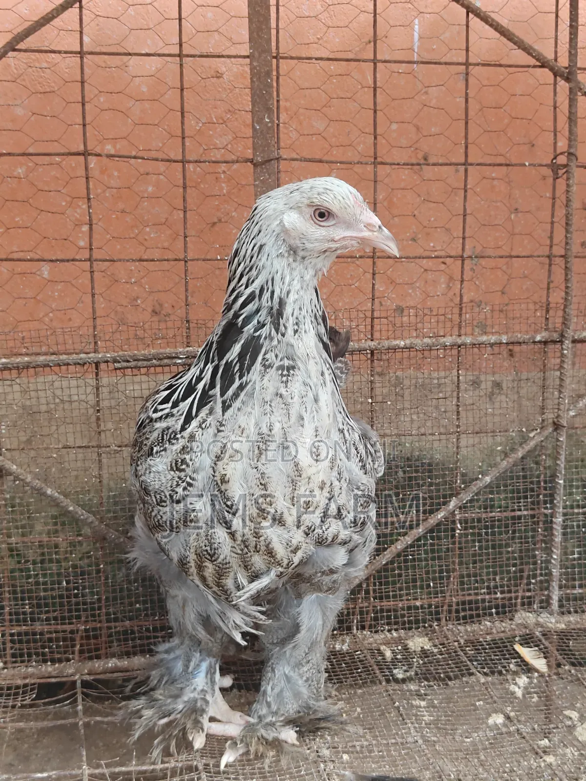 7 Months Old Silver Patridge Brahma Pair