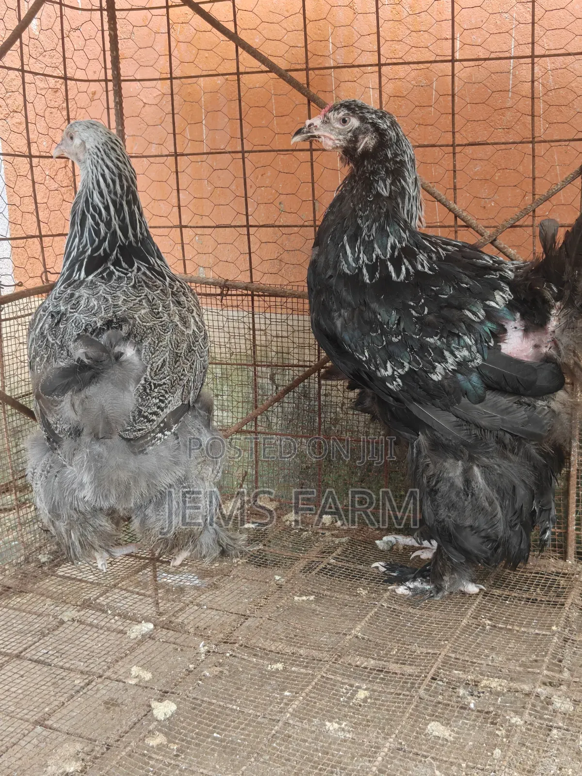 7 Months Old Silver Patridge Brahma Pair