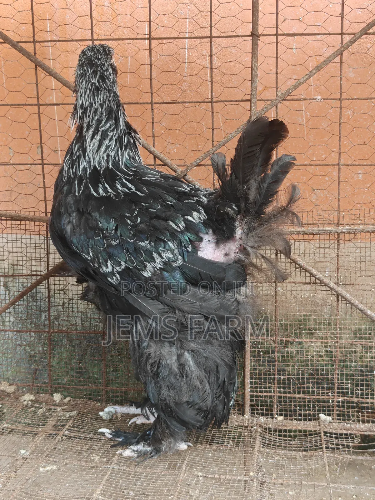 7 Months Old Silver Patridge Brahma Pair