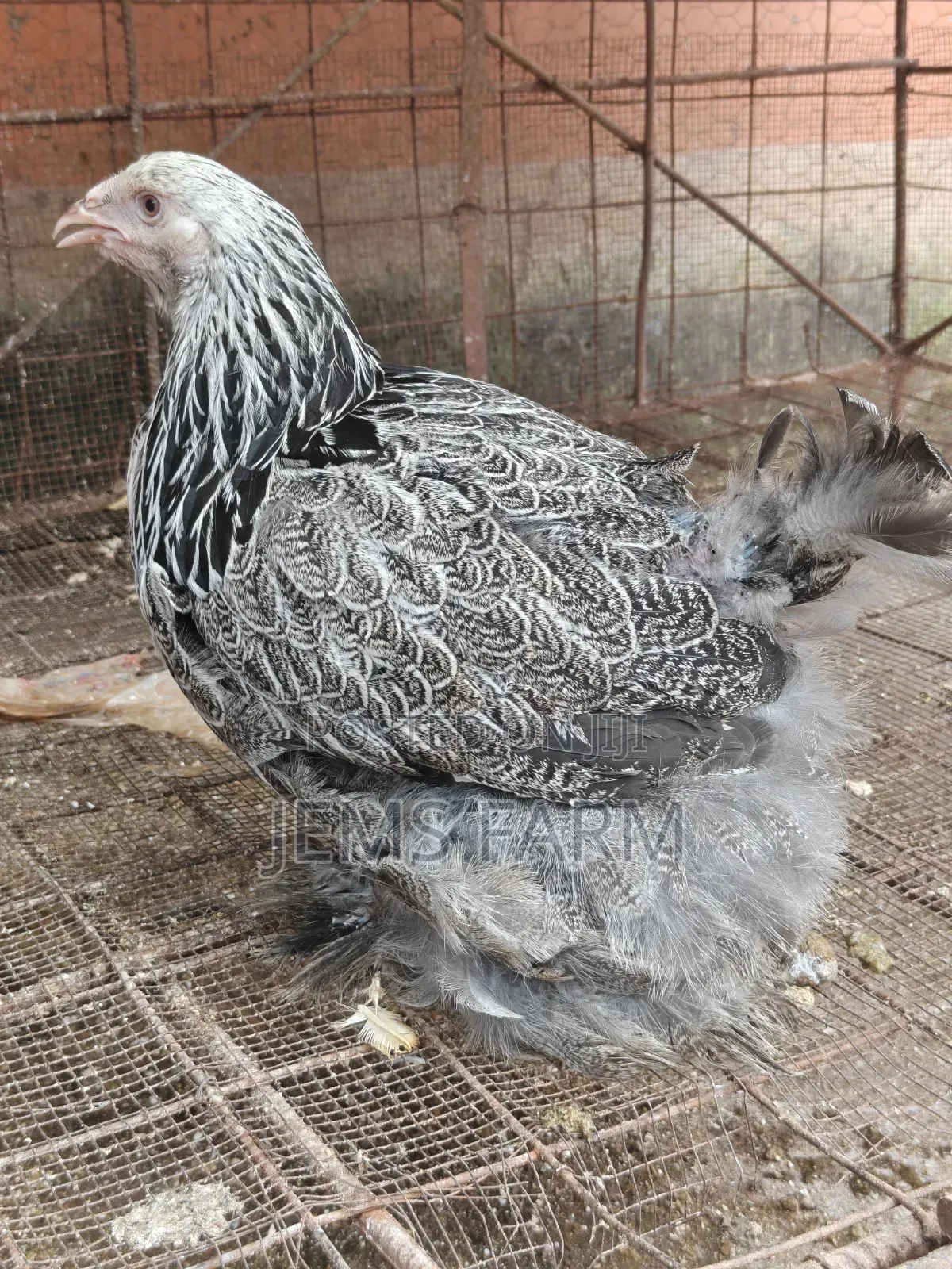 7 Months Old Silver Patridge Brahma Pair