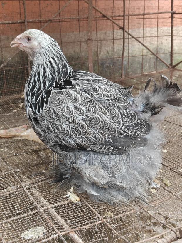 7 Months Old Silver Patridge Brahma Pair - thumbnail 14