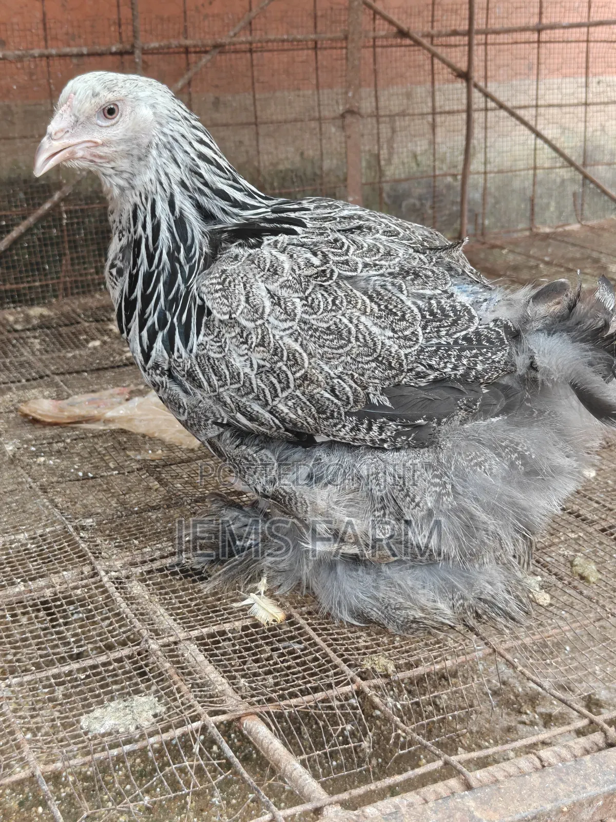 7 Months Old Silver Patridge Brahma Pair