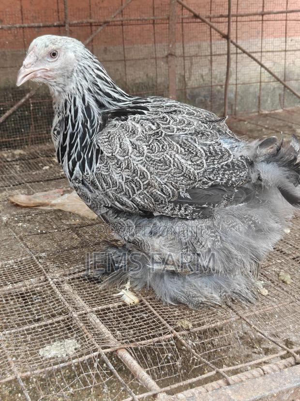 7 Months Old Silver Patridge Brahma Pair - thumbnail 15
