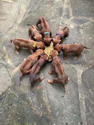 1-3 months Female Purebred Rhodesian Ridgeback
