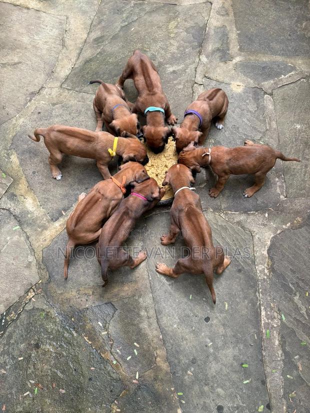 1-3 months Female Purebred Rhodesian Ridgeback