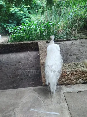 Peacock White