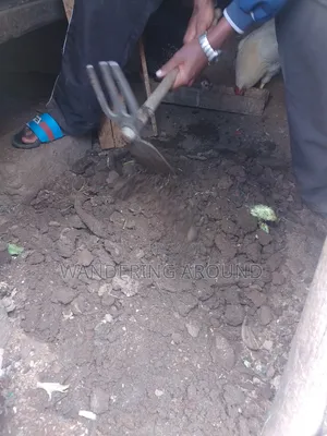 Organic Chicken Manure