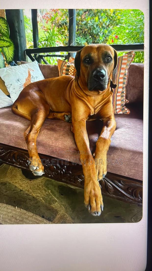 1-3 months Female Purebred Rhodesian Ridgeback - thumbnail 2
