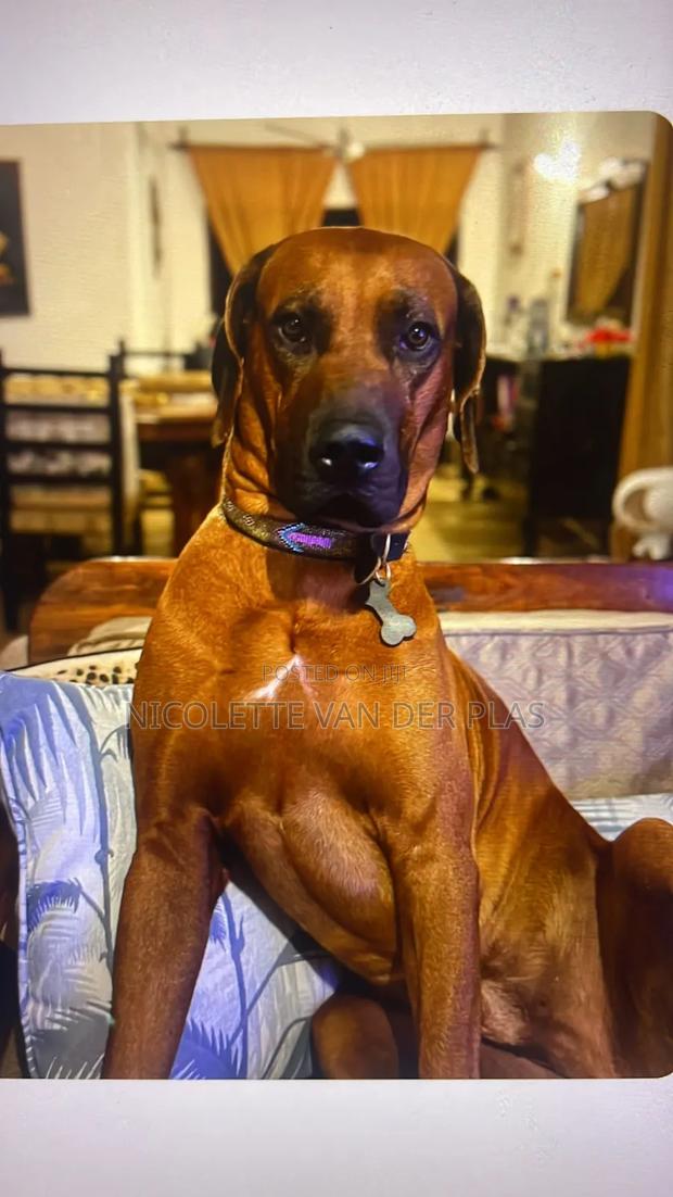 1-3 months Female Purebred Rhodesian Ridgeback - thumbnail 3