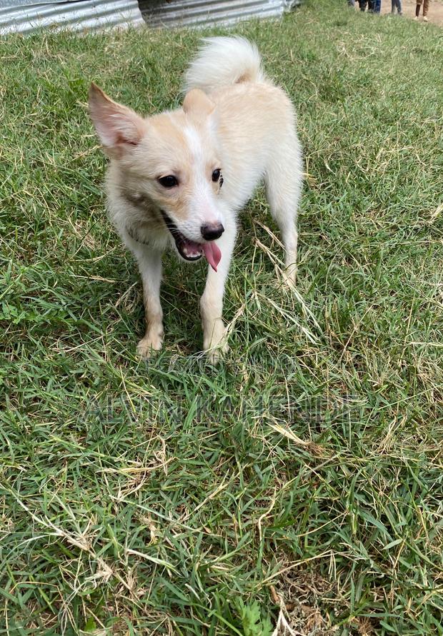 3-6 months Male Mixed Breed Pomeranian - thumbnail 3