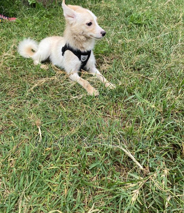 3-6 months Male Mixed Breed Pomeranian - thumbnail 4