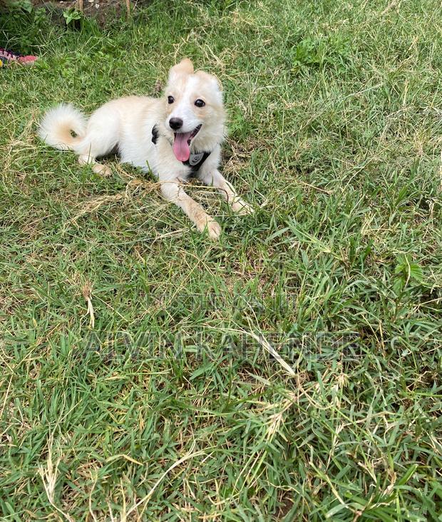 3-6 months Male Mixed Breed Pomeranian - thumbnail 5