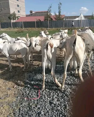 Galla Goats
