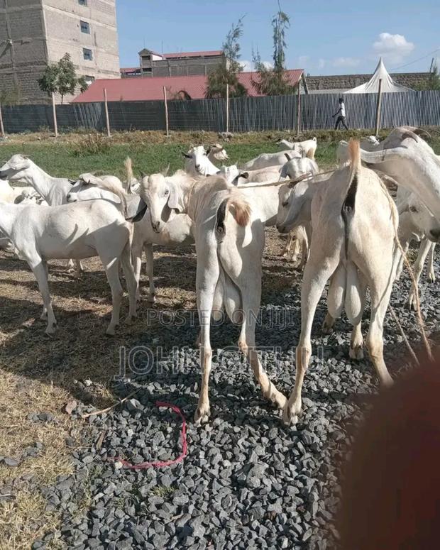 Galla Goats