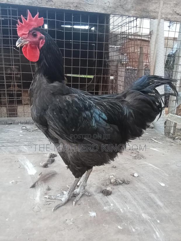 Black Australorp Rooster
