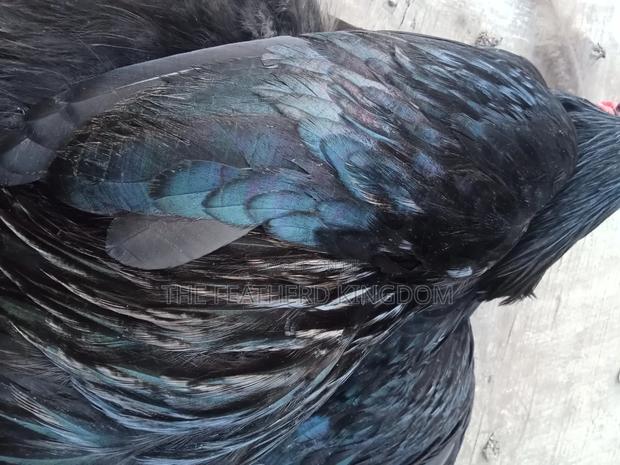 Black Australorp Rooster - thumbnail 2