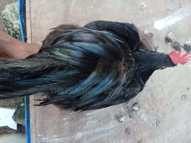 Black Australorp Rooster - thumbnail 3