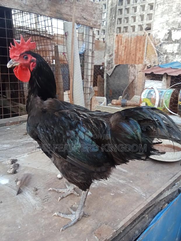 Black Australorp Rooster - thumbnail 4