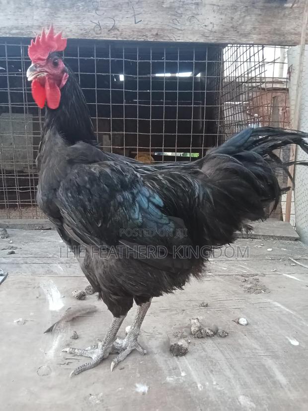 Black Australorp Rooster - thumbnail 5