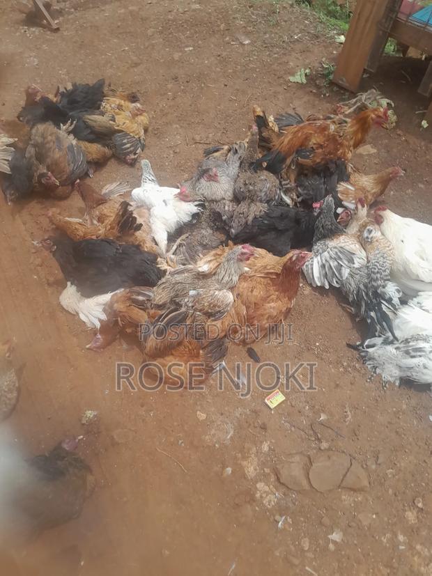 Chicken Animals - thumbnail 3