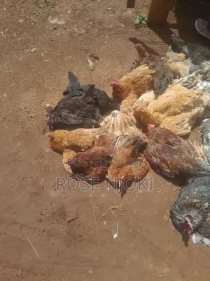 Chicken Animals