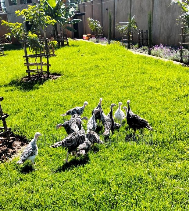 Young Turkey/Poults for Rehoming