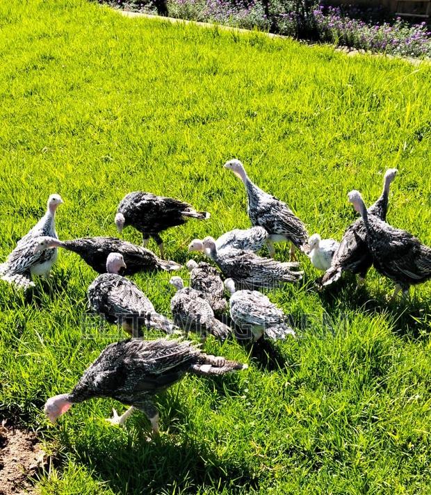 Young Turkey/Poults for Rehoming - thumbnail 2