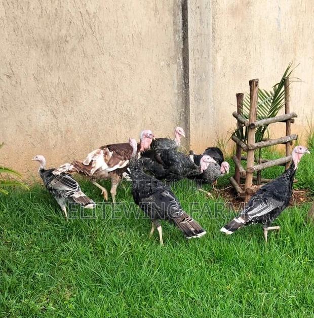 Young Turkey/Poults for Rehoming - thumbnail 3