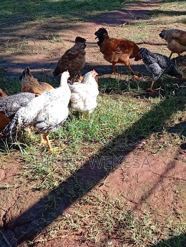 Chicken Selling Pro