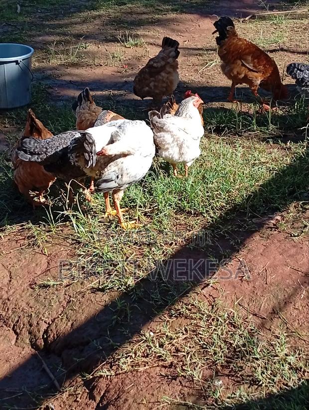 Chicken Selling Pro - thumbnail 2