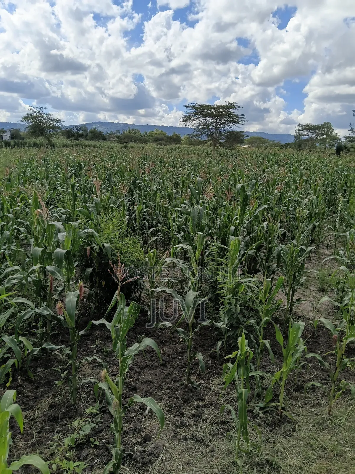 Prime Land for Sale.