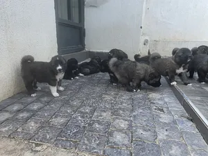 1-3 months Female Purebred Caucasian Shepherd