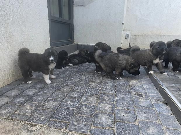 1-3 months Female Purebred Caucasian Shepherd