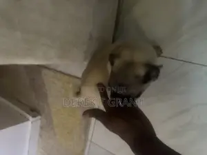 1-3 months Female Purebred Pug