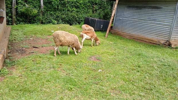Merino Sheep - main view