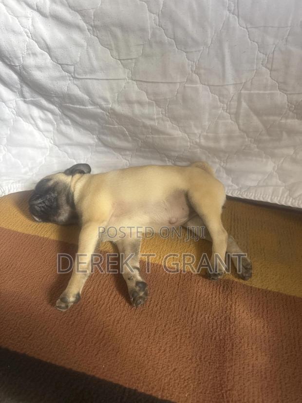1-3 months Female Purebred Pug - thumbnail 3