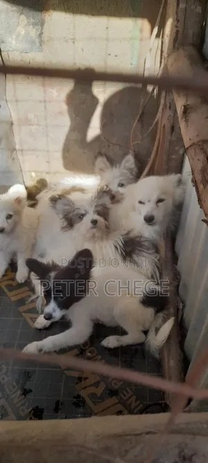 3-6 months Male Mixed Breed Maltese