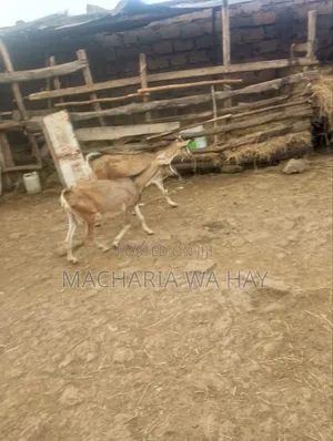 Heavy Pregnant Dairy Goats