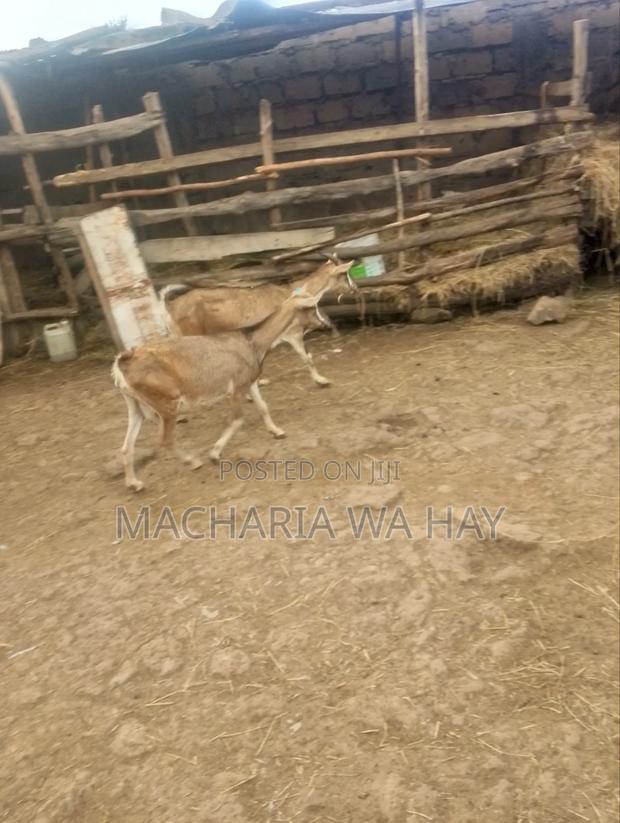 Heavy Pregnant Dairy Goats
