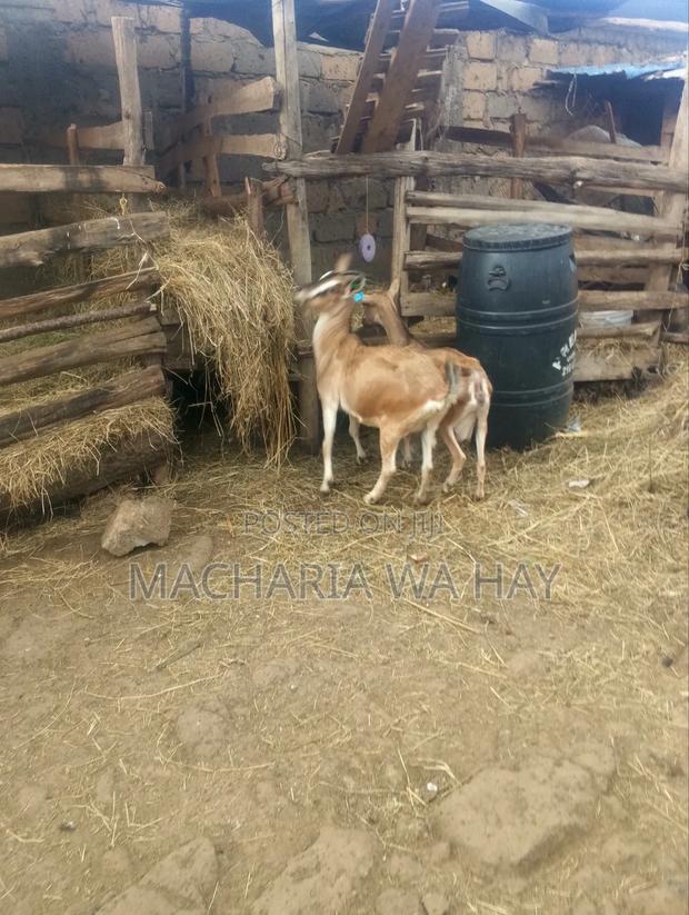 Heavy Pregnant Dairy Goats - thumbnail 2