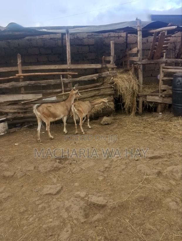 Heavy Pregnant Dairy Goats - thumbnail 5