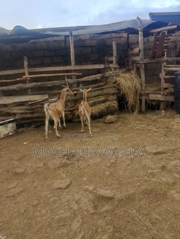 Heavy Pregnant Dairy Goats - thumbnail 6