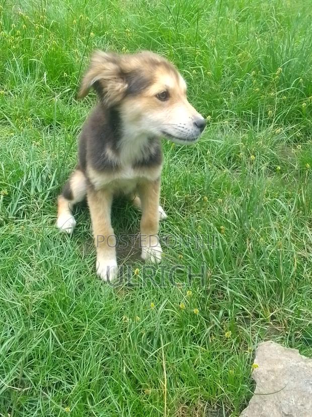 3-6 months Female Mixed Breed Dog