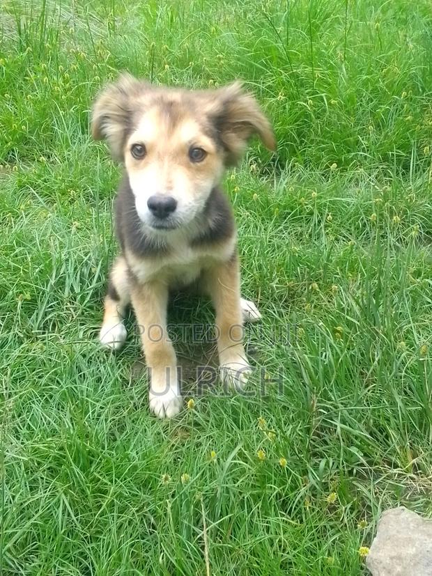 3-6 months Female Mixed Breed Dog - thumbnail 3