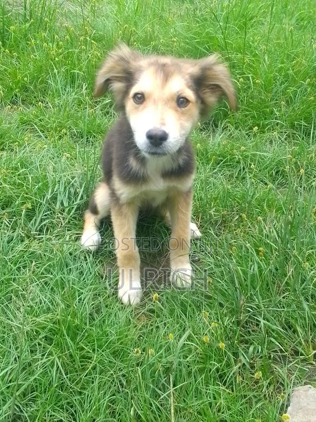 3-6 months Female Mixed Breed Dog - thumbnail 6