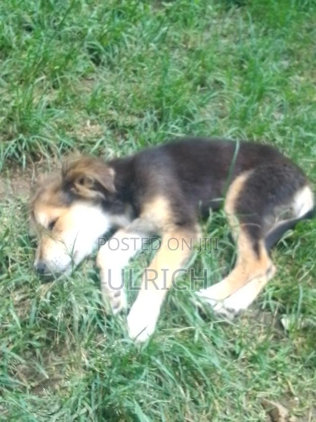 3-6 months Female Mixed Breed Dog - thumbnail 7