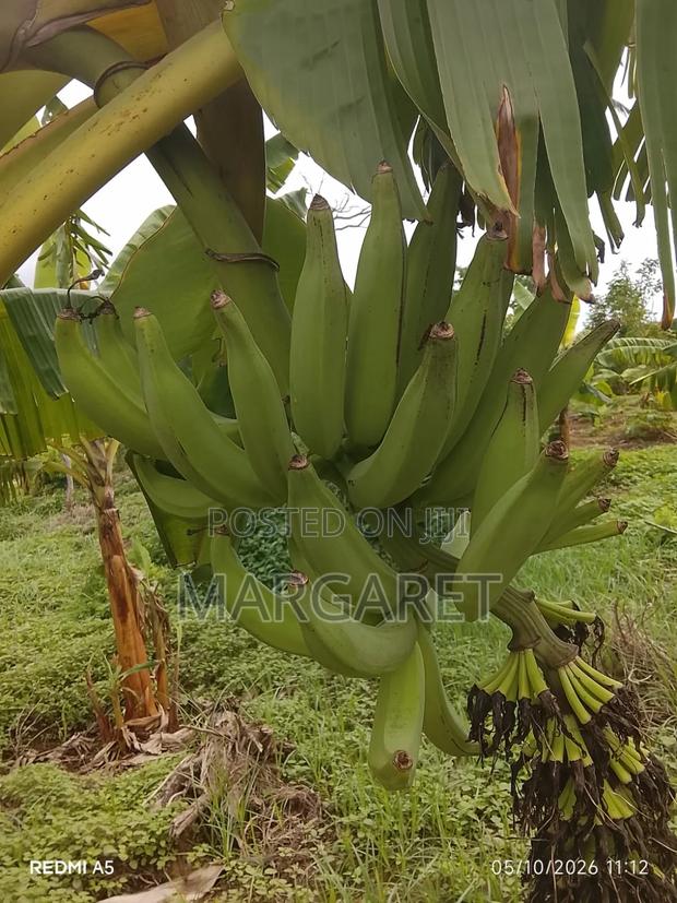 Fresh Fruits - thumbnail 3